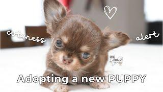 Adopting a PUPPY!  1st week compilation