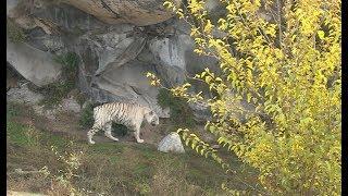 Բողոքի ցույց կենդանաբանական այգում