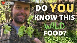 Do You Know This Wild Food?