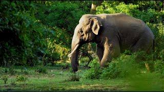 Tusker enjoying a cool splash of water | Sri Lanka wildlife | Animal planet |  Ceylon Wild Tales