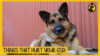 8 Things That Emotionally Hurt Your German Shepherd