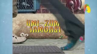 Team Umizoomi - Intro (Uzbek)