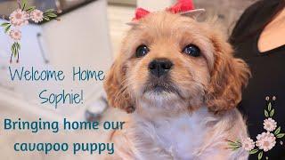 BRINGING HOME OUR CAVAPOO PUPPY!  | Welcome Home Sophie!