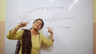 CONTROL AND COORDINATION#01/CONDUCTION OF NERVE IMPULSE //CLASS X/NEET FOUNDATION