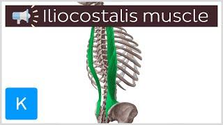 Iliocostalis muscle | Anatomical Terms Pronunciation by Kenhub