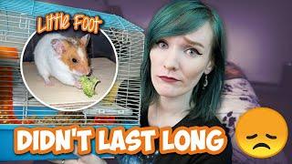 They gave up on this Hamster! | Little Foot's Story | Munchie's Place