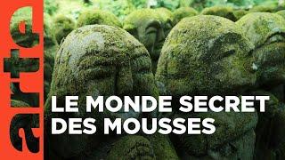 Sa Majesté les mousses | ARTE