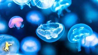 Peaceful Jellyfish Aquarium ~ Relaxing Music for Sleep, Meditation & Yoga