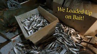 Huge Herring Haul! - Loading Up on Halibut Bait! | 2024 Longline Season