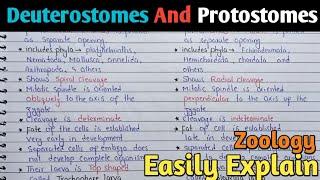 Protostomes And Deuterostomes | Zoology