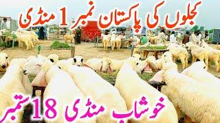 Khushab Kajla Mandi | Kajle Kakke Lele Sheep || Global Village Farming