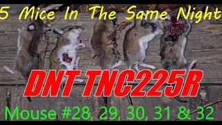 Mouse 28-29-30-31 & 32 in one night TNC225R #ratting #hunting #airgun  #thermal #nightvision #dnt