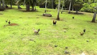 Ace Ventura IV - You become the star with a little chicken feed in Kauai :P