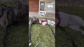 Frenchies Flopping Around #frenchies #flop #around #dogdad #viral