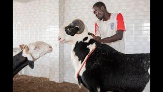 Senegal's fanciest sheep are not destined for slaughter, but lives of luxury