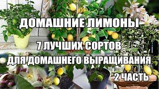 Топ Домашний лимон.7 лучших сортов лимонов в домашних условиях Часть 2.