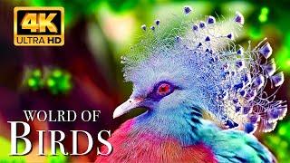 The World of BIRDS in 4K - The Healing Power Of Bird Sounds | Scenic Relaxation Film