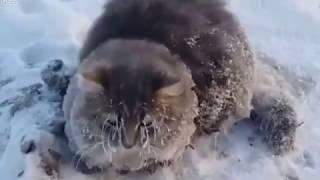 Кот вмерз в лед!!!! ШОК!!!