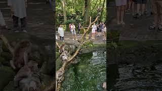 FUNNY MONKEY POOL IN MONKEY FOREST UBUD BALI INDONESIA