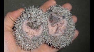 African Pygmy Hedgehogs Are Adorable!