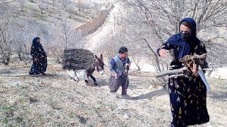 Ruhollah and Afsana go to collect firewood in the mountains with a donkey for a heater🪚🪓🪓