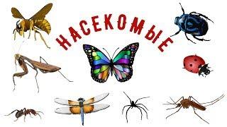 Insects for children. Educational video.