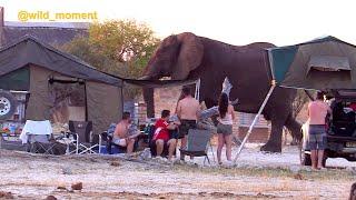 Giant elephant swagger in camp. Massive bull.