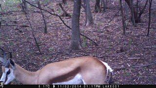 SPRINGBOK on Trail Cam in a FOREST