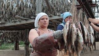 Вяленая Рыба по Астрахански. Как правильно сушить, солить, вялить рыбу. Плотва, Окунь, Таранка