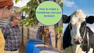 How to make potent cow poo liquid fertiliser