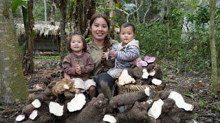 How to harvest giant wild potatoes - bring them to the market to sell with your children