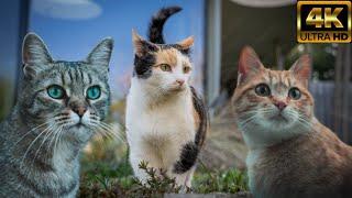 Cats and Kittens |Relaxing video| |Peculiar Planet Pursuit| 4K video