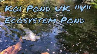 Koi Pond UK Versus (American Style) Ecosystem Koi Pond