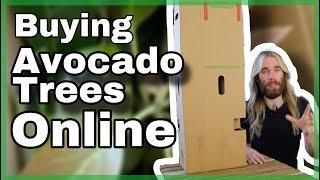 Buying Avocado Trees Online