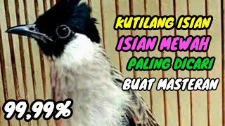 suara burung kutilang gacor full isian mewah paling di cari buat masteran kutilang