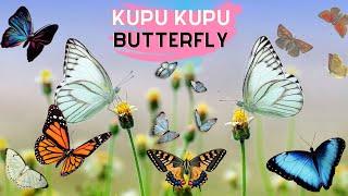 Full Video Kupu Kupu ( Butterfly ) - Kupu Kupu Hewan Yang Memiliki Sayap Dengan Corak Yang Indah