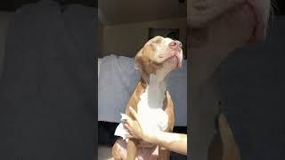  #asmr #massage #soothing #calmingsounds #shorts_ #dogs #pitbull #dogslover