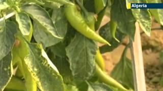 Algerian farmers grow dates in Sahara desert