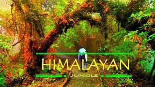 WILD HIMALAYAN JUNGLE | CINEMATIC TRAVEL VIDEO