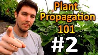 Plant Propagation 101 #2 | How Often Should I Water My Cuttings