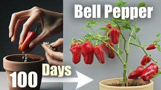 Red Bell Pepper ️ in 100 Days  Seed To Fruit (Time Lapse + Bonus)