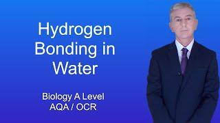 A Level Biology Revision "Hydrogen Bonding in Water"