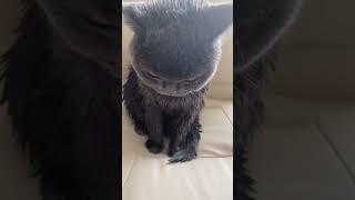 #tiktok #funny #cat #like #shortvideo #pets #video #catshorts #memes #animals #rofl #roblox