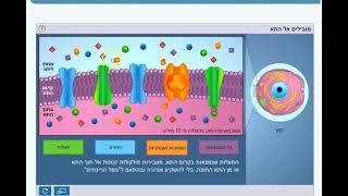 מעבר חומרים דרך קרום התא - משאבות נשאים ותעלות