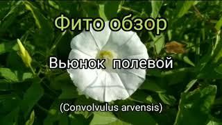 Вьюнок полевой (Convolvurus arvenis)