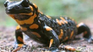 Огненная саламандра - Fire Salamander (Энциклопедия животных)