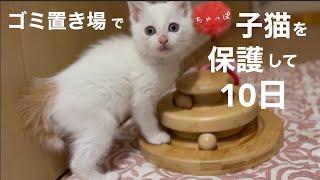 [保護猫]ゴミ置き場でひとりぼっちだったちゃっぽ保護から10日間、子猫の体はデリケート。食が細くて心配したちゃっぽ、復活の巻！[沖縄里親募集中]茶とらコンビと3姉妹が仲良し過ぎて・・・