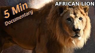 African Lion - 5 Minute Documentary