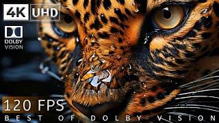 4K Video Ultra HD 120 FPS | Best of Dolby Vision | 4k 120fps