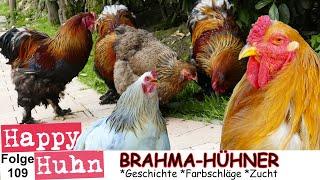 E109 Brahma Hühner und Zwerg-Brahmas im Rasseportrait bei HAPPY HUHN Riesenhühner aus den USA, hens